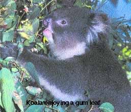 KOALA 02 KOALA 02